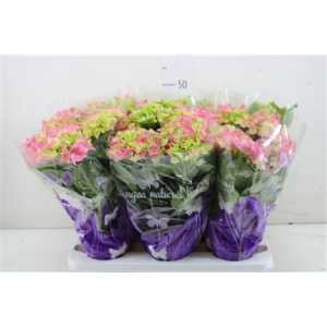 Hydrangea Early Rosa 5-7