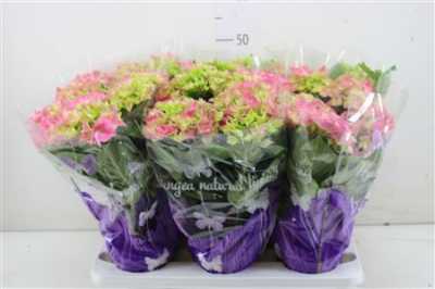 Hydrangea Early Rosa 5-7