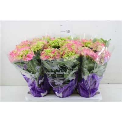 Hydrangea Early Rosa 5-7