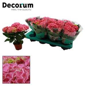 Hydrangea Early Rose 3+