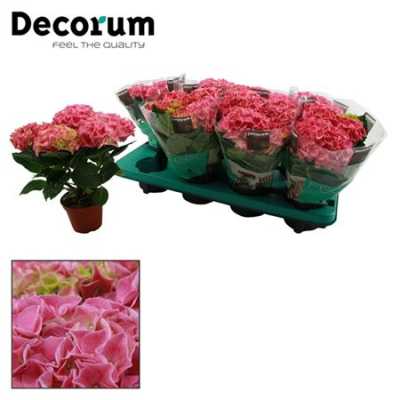 Hydrangea Early Rose 3+