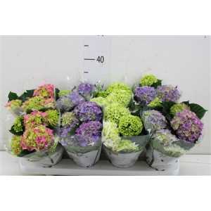 Hydrangea Gemengd 3+
