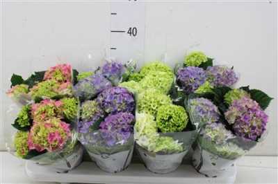 Hydrangea Gemengd 3+