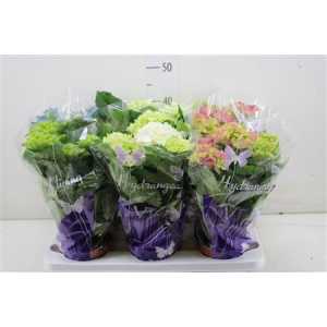 Hydrangea Gemengd 5-7