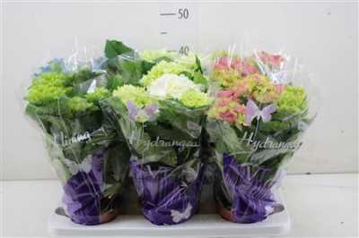 Hydrangea Gemengd 5-7