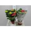 Hydrangea Rood 5-7