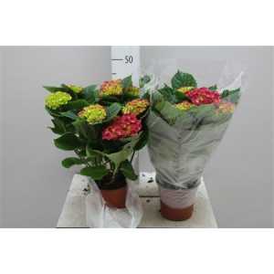 Hydrangea Rood 5-7