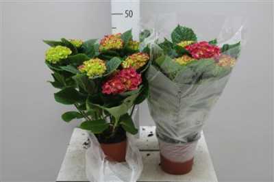 Hydrangea Rood 5-7
