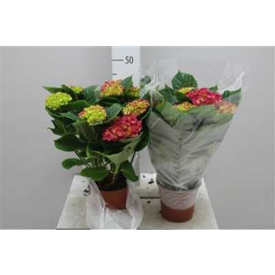 Hydrangea Rood 5-7