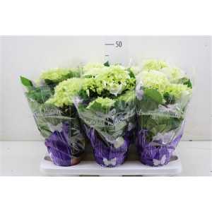 Hydrangea Schneeball 5-7