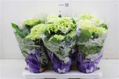 Hydrangea Schneeball 5-7