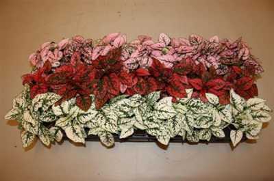 Hypoestes Mix