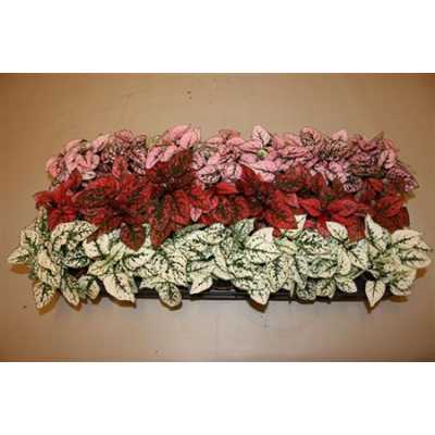Hypoestes Mix