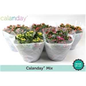 Kalanchoe Bl Mix