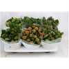 Kalanchoe Bl Mix