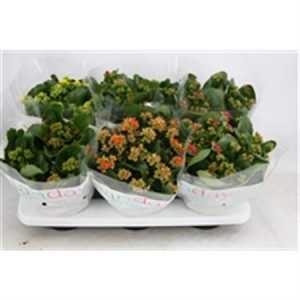 Kalanchoe Bl Mix