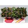 Kalanchoe Bl Mix