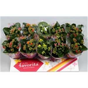 Kalanchoe Bl Mix
