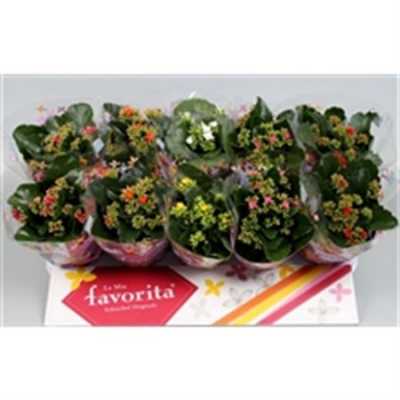 Kalanchoe Bl Mix