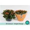 Kalanchoe Bl Orange Sv Colour