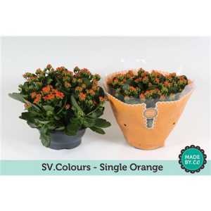 Kalanchoe Bl Orange Sv Colour