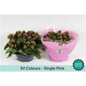 Kalanchoe Bl Pink Sv Colour