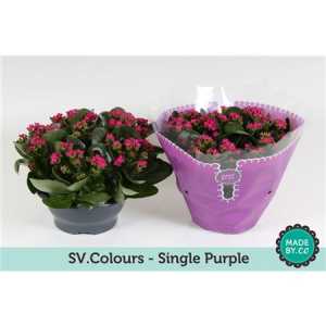 Kalanchoe Bl Purple Sv Colour