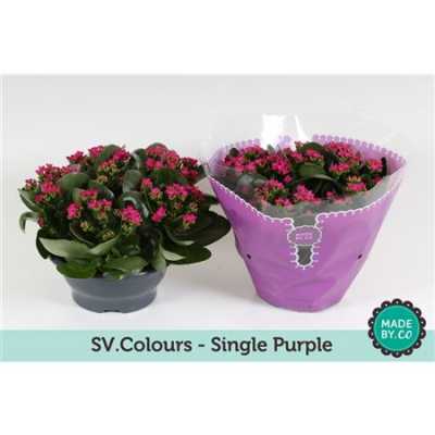 Kalanchoe Bl Purple Sv Colour