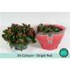 Kalanchoe Bl Red Sv Colour