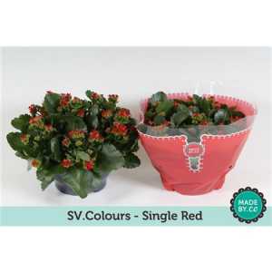 Kalanchoe Bl Red Sv Colour