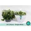 Kalanchoe Bl White Sv Colour