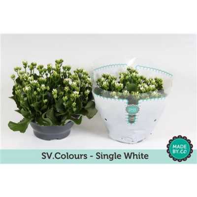 Kalanchoe Bl White Sv Colour