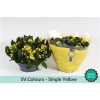 Kalanchoe Bl Yellow Sv Colour