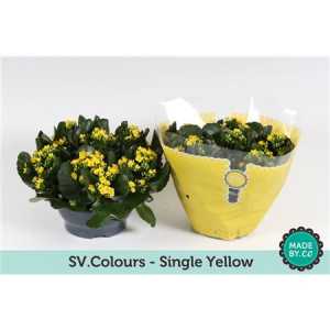 Kalanchoe Bl Yellow Sv Colour