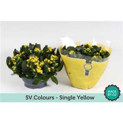 Kalanchoe Bl Yellow Sv Colour