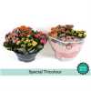 Kalanchoe Calandiva Carnaval