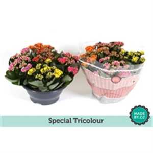 Kalanchoe Calandiva Carnaval