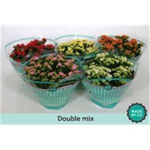 Kalanchoe Calandiva Mix