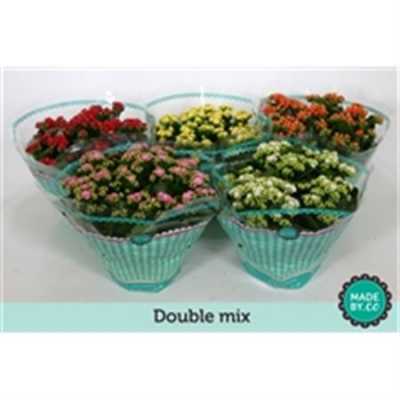 Kalanchoe Calandiva Mix