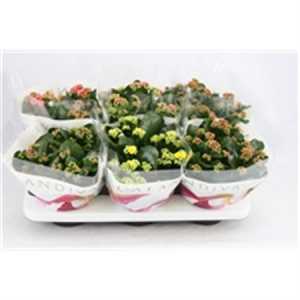 Kalanchoe Calandiva Mix