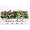 Kalanchoe Calandiva Mix