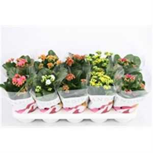 Kalanchoe Calandiva Mix