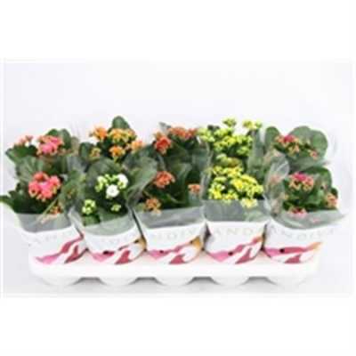 Kalanchoe Calandiva Mix