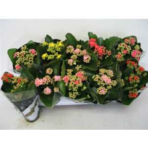 Kalanchoe Calandiva Mix