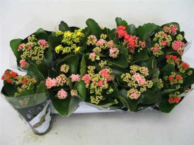Kalanchoe Calandiva Mix