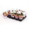 Kalanchoe Calandiva Mix