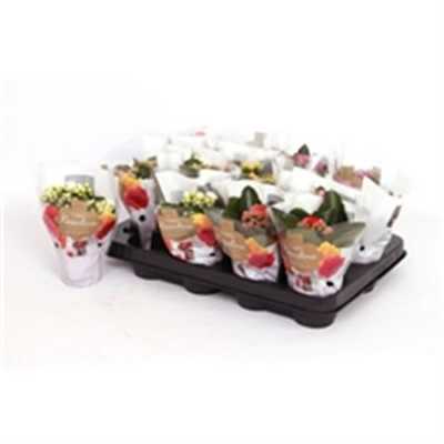 Kalanchoe Calandiva Mix