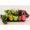Kalanchoe Calandiva Mix Divine Hoes