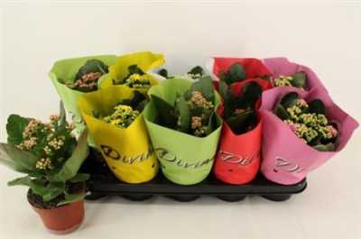 Kalanchoe Calandiva Mix Divine Hoes