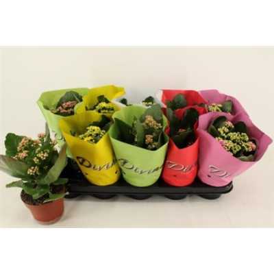 Kalanchoe Calandiva Mix Divine Hoes